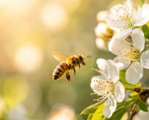Bienenvölker mieten bei SummWerk - Bienenleasing für Unternehmen Bienen mieten bei Summwerk - ein Leasing Angebot für Unternehmen